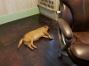 Scrappy Crashed Out