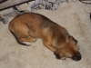Sleepy pup