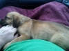 Scrappy Coming Home